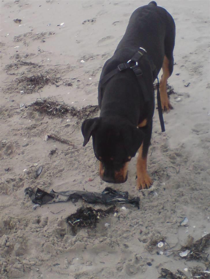 Blanding af racer Freja (Udfordring?)  - hva er det?!? billede 15