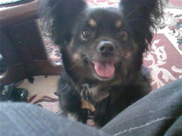 Blanding af racer Mulle RIP 07/02-2012 billede 11