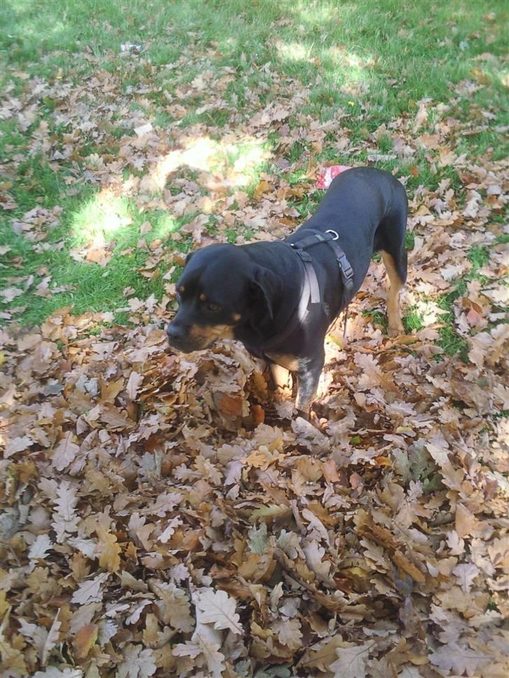 Blanding af racer Freja (Udfordring?)  - *mums* blade....  billede 16