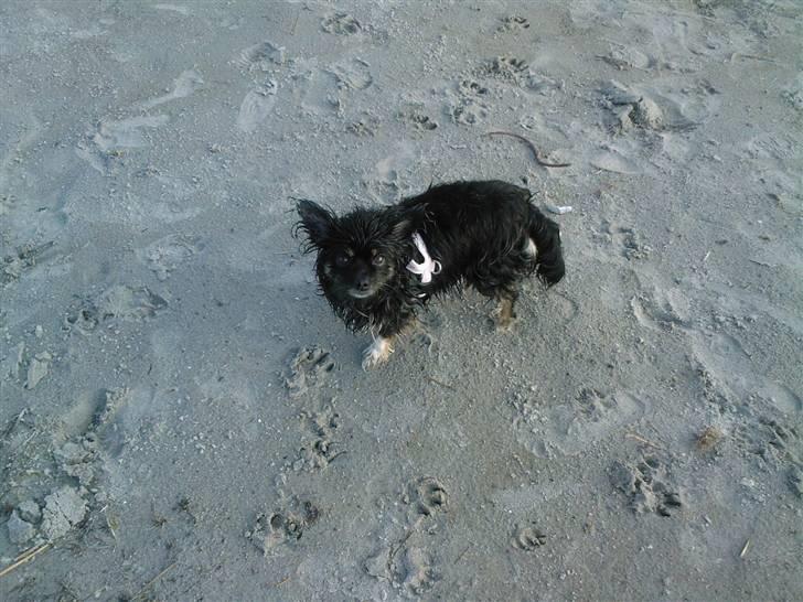 Blanding af racer Mulle RIP 07/02-2012 billede 12