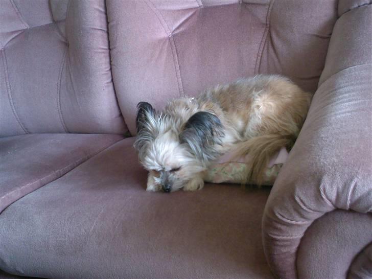 Blanding af racer Tulle R.I.P 12/3- 2009 billede 14