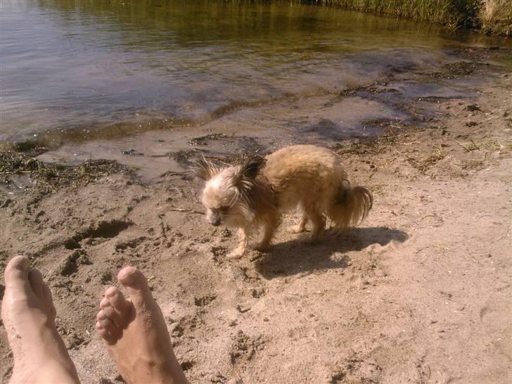 Blanding af racer Tulle R.I.P 12/3- 2009 billede 15