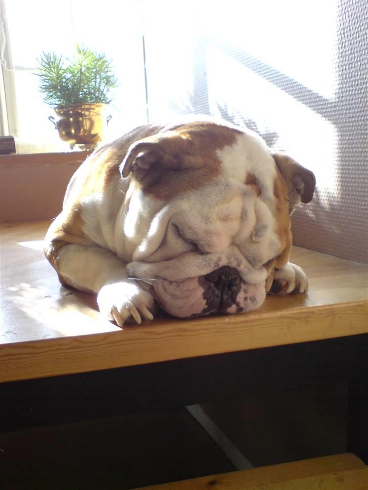 Engelsk bulldog Elliot billede 1