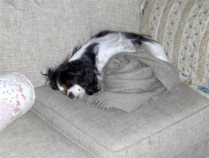 Cavalier king charles spaniel Mitzi billede 18