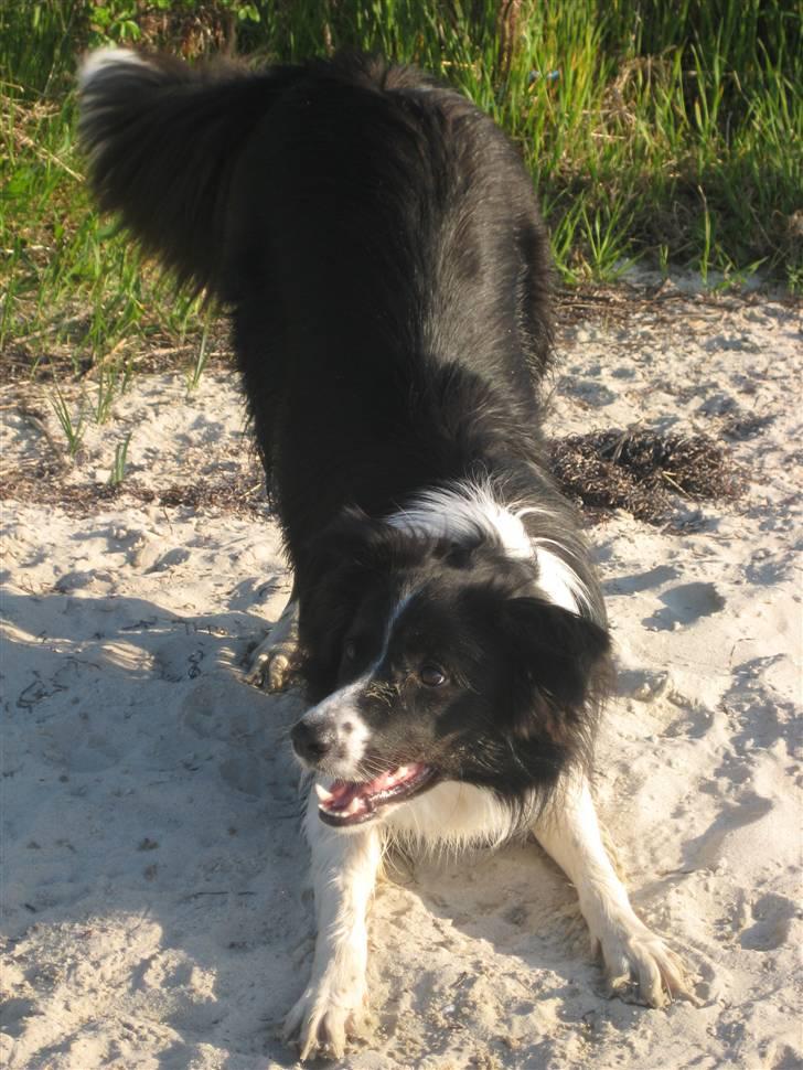 Border collie Nemo - Nemo der vil lege billede 10