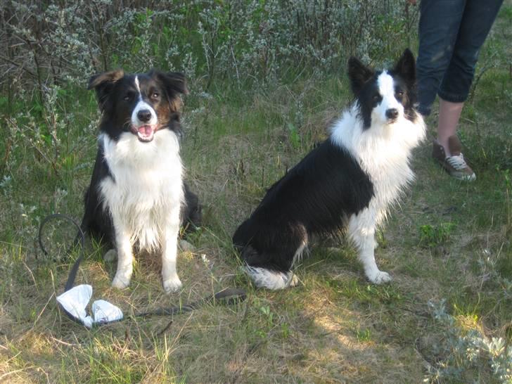 Border collie Nemo - Nemo og hans søster Tilde billede 11