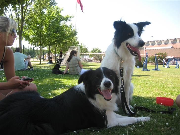 Border collie Nemo - Nemo og hans agility ven Basil billede 12