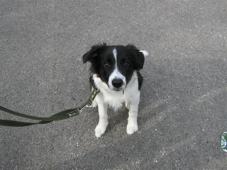 Border collie Nemo billede 14