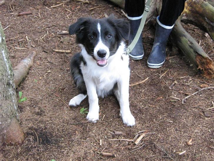 Border collie Nemo billede 15