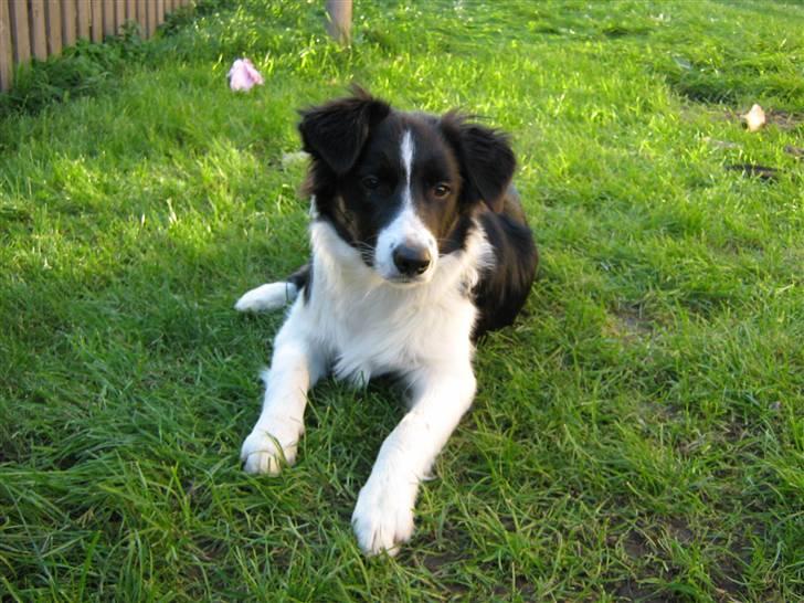 Border collie Nemo billede 16