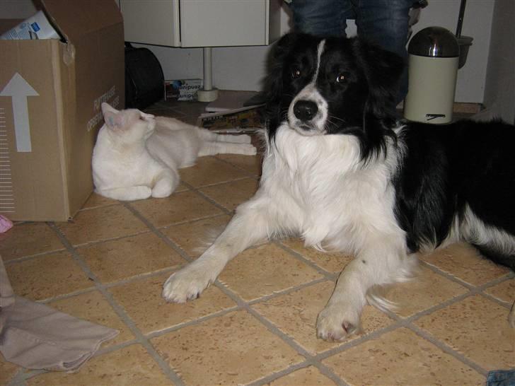 Border collie Nemo - Nemo som Plets slave billede 17