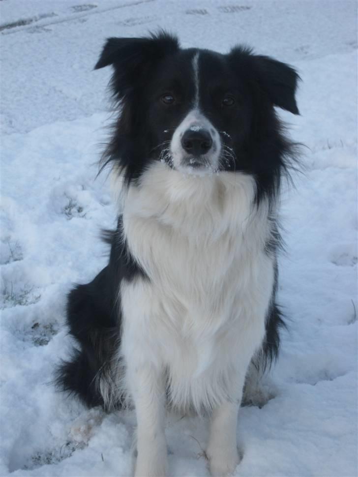 Border collie Nemo billede 18