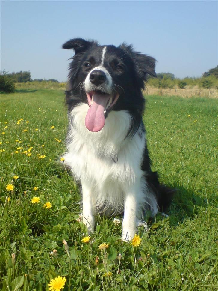 Border collie Nemo billede 19