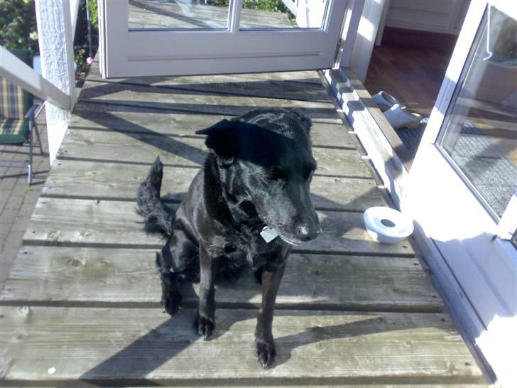 Blanding af racer Molly billede 2