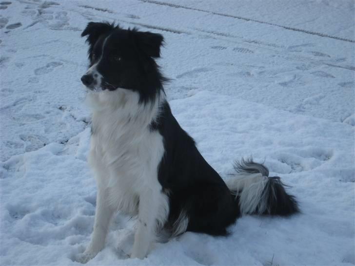 Border collie Nemo - Nemo i snenen billede 20