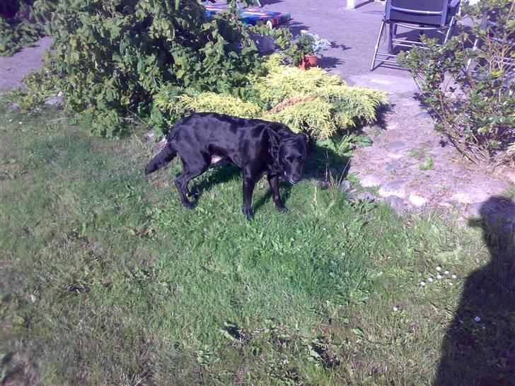 Blanding af racer Molly billede 3