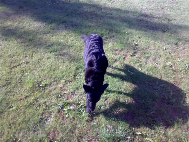 Blanding af racer Molly billede 4