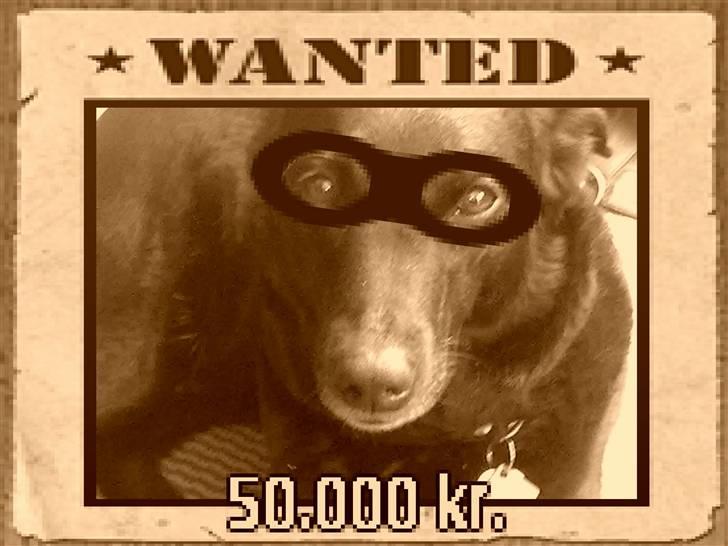 Blanding af racer Molly billede 5