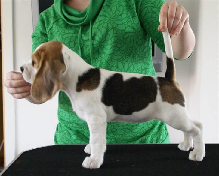 Beagle Svea billede 13
