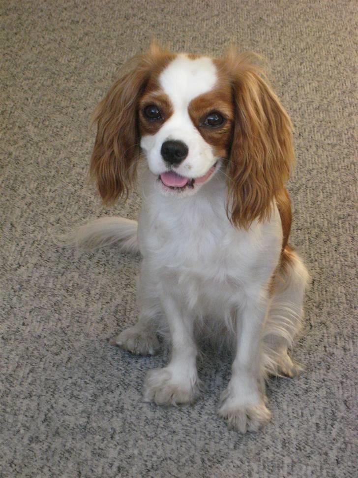 Cavalier king charles spaniel Molly - Jeg er god til at få taget billeder billede 1
