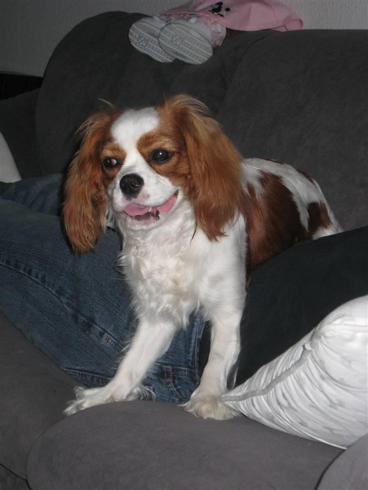Cavalier king charles spaniel Molly - Er jeg ikke bare dejlig? billede 2