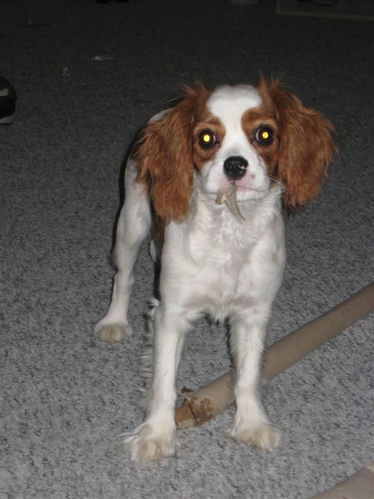 Cavalier king charles spaniel Molly - Det er sjovt at lege med pap!! billede 3