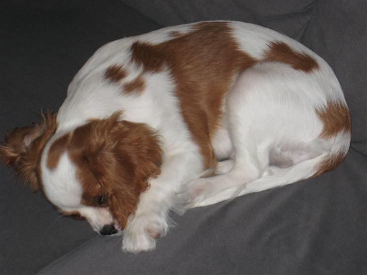 Cavalier king charles spaniel Molly - Jeg sover så godt billede 4