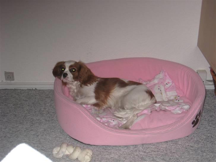 Cavalier king charles spaniel Molly - Det er dejligt at kunne ligge og slappe af  billede 5