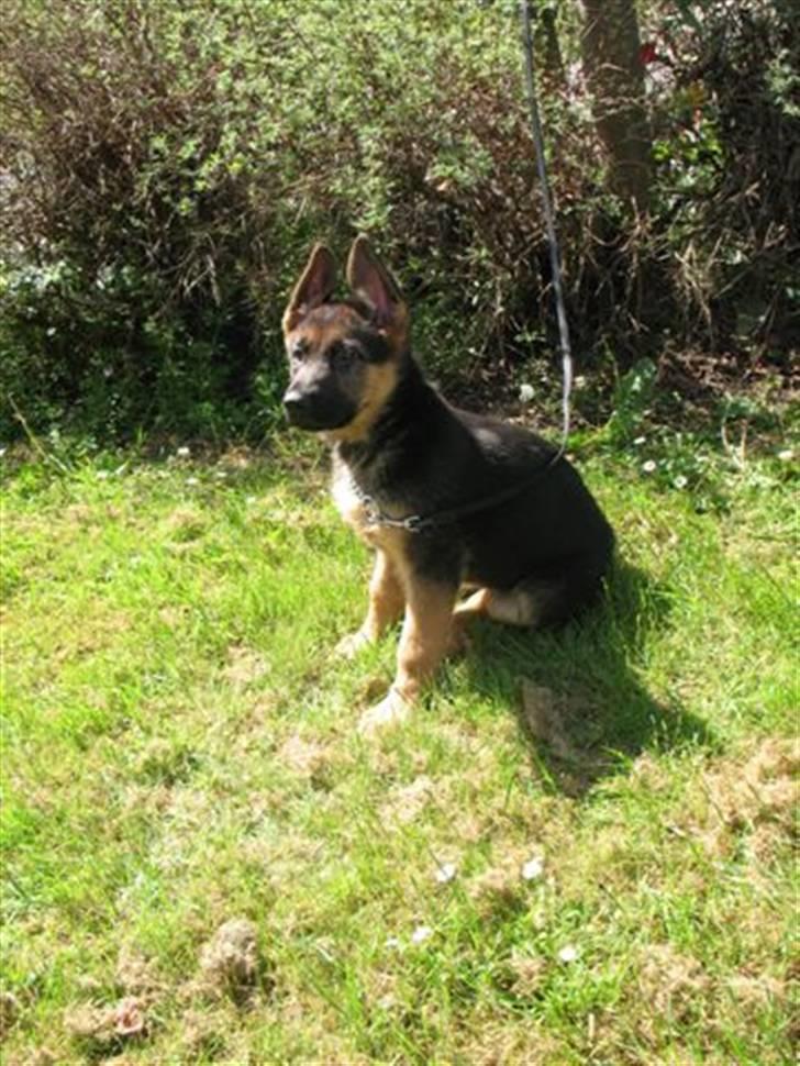 Schæferhund coco  billede 6