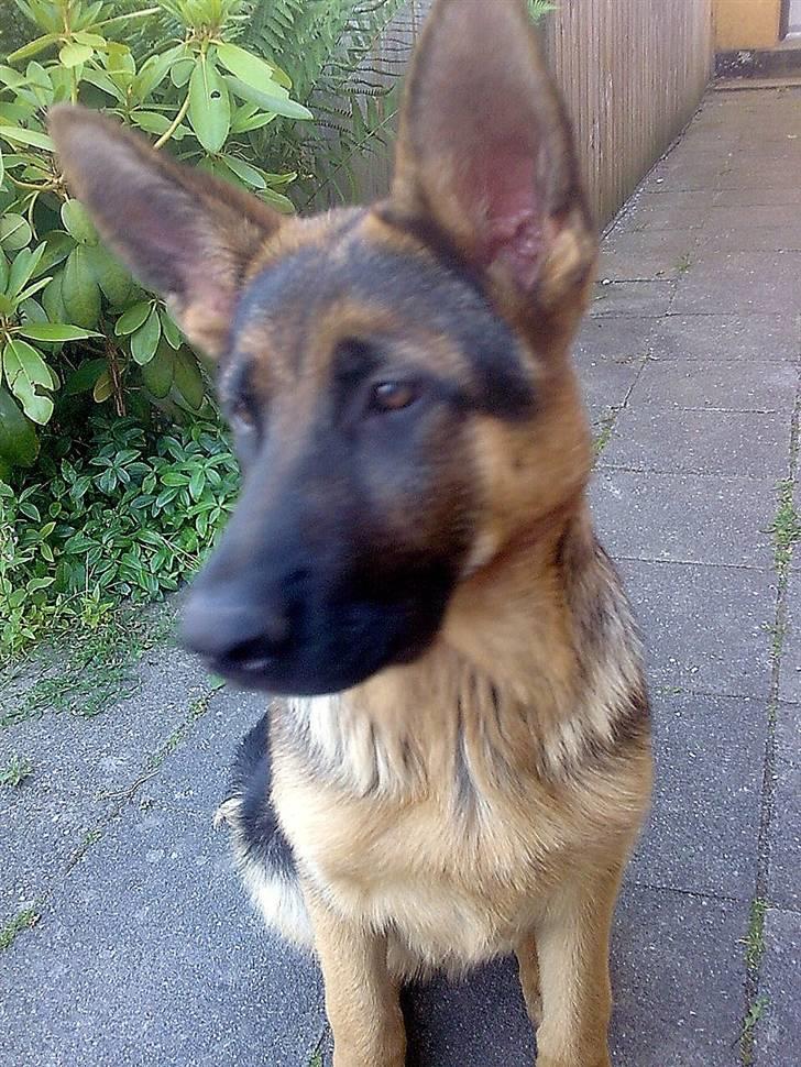 Schæferhund coco  billede 7