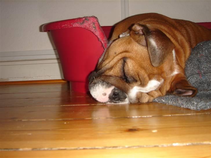 Engelsk bulldog Albert billede 9