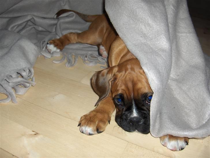 Boxer Enya - Jeg elsker at lege med tæpperne derhjemme! billede 4