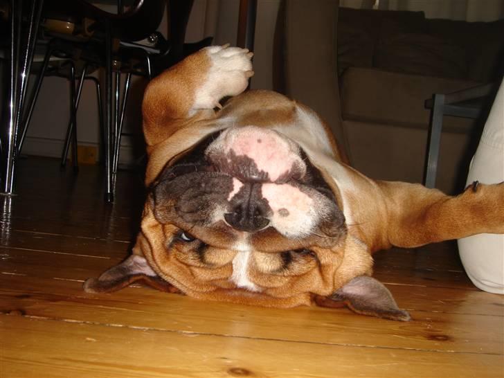 Engelsk bulldog Albert billede 10