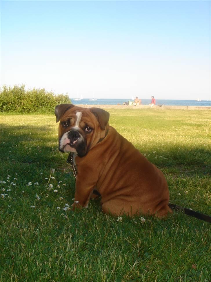 Engelsk bulldog Albert billede 11