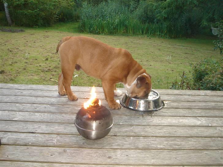 Engelsk bulldog Albert billede 12