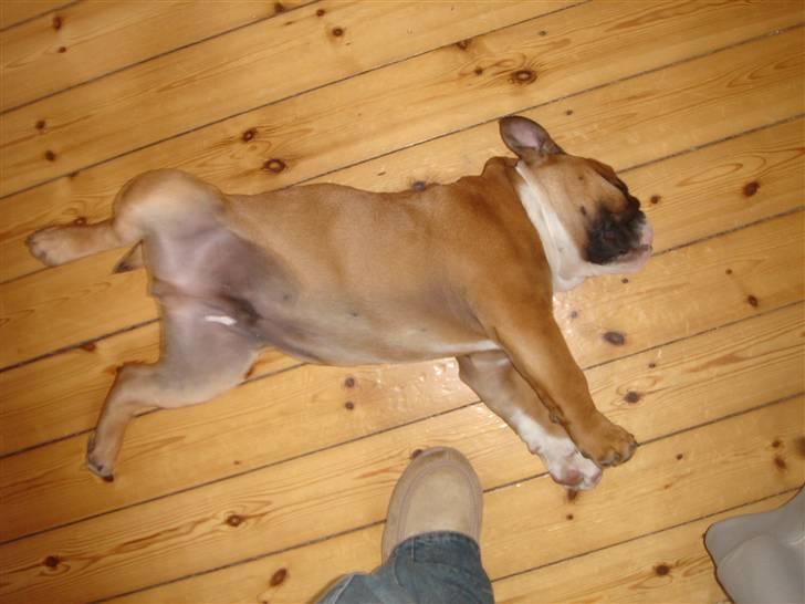 Engelsk bulldog Albert billede 13