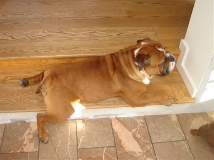 Engelsk bulldog Albert billede 14