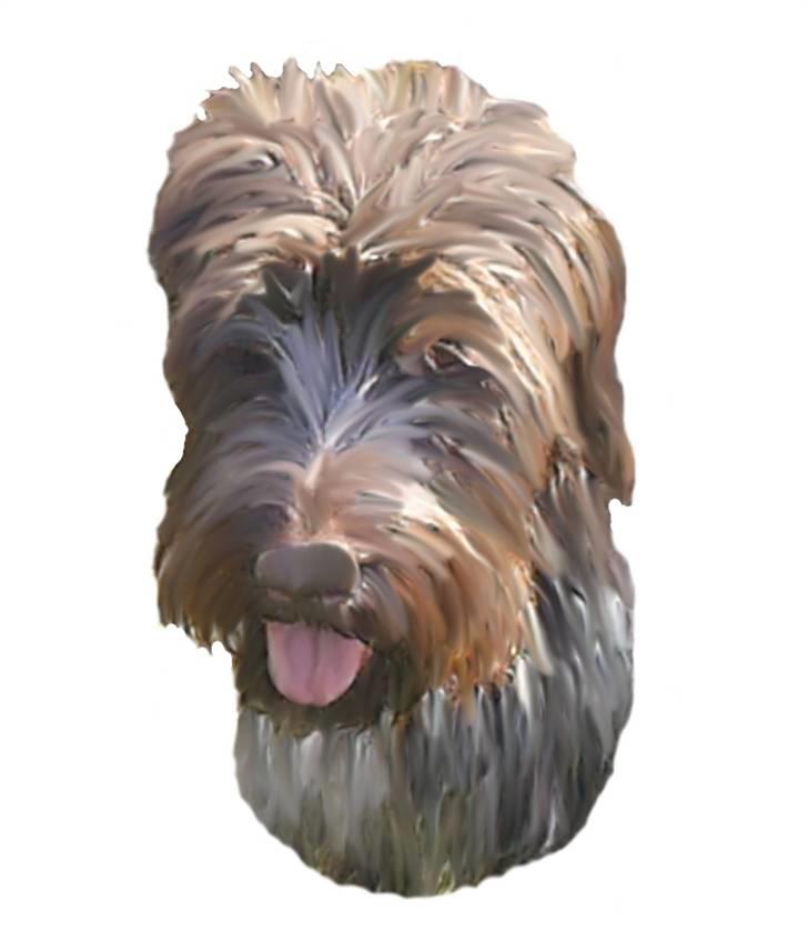 Ruhåret hønsehund Kila himmelhund - Velkommen til Kilas profil =o) Smid gerne en bedømmelse.. billede 1