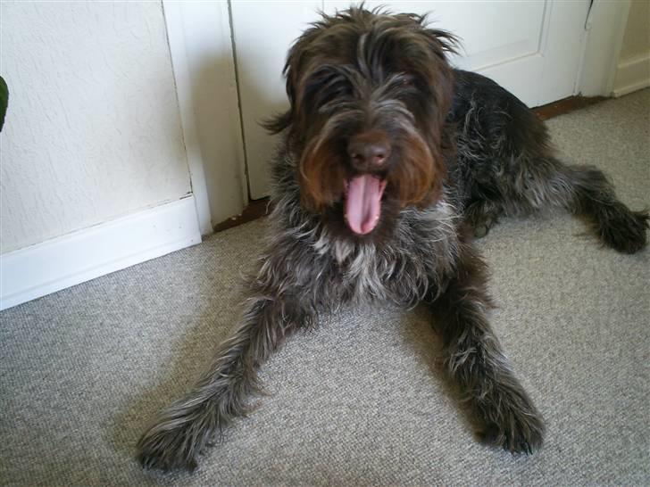Ruhåret hønsehund Kila himmelhund billede 2