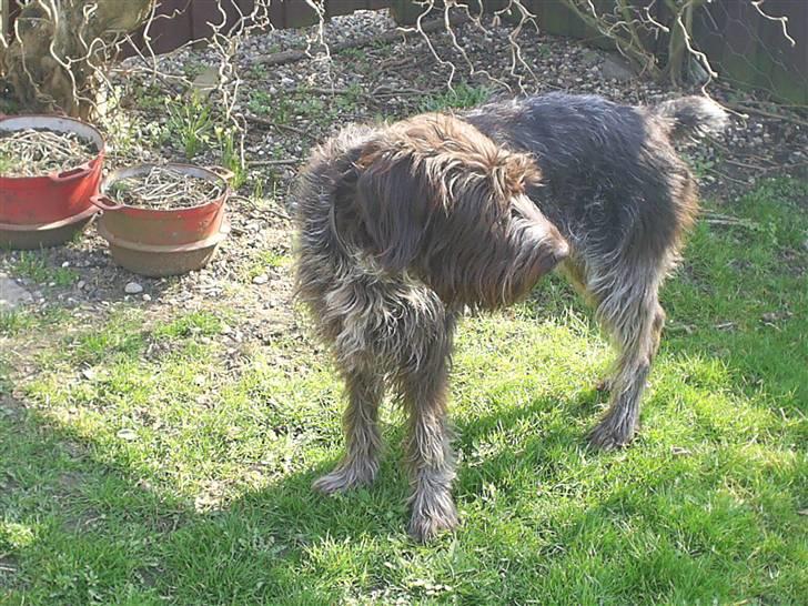 Ruhåret hønsehund Kila himmelhund billede 3