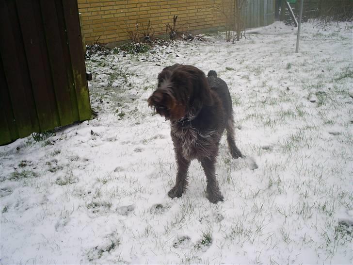 Ruhåret hønsehund Kila himmelhund billede 4