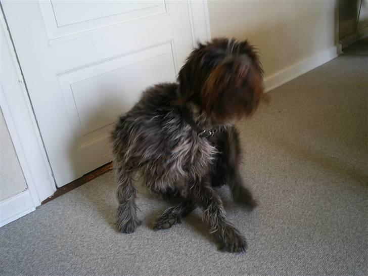 Ruhåret hønsehund Kila himmelhund billede 5