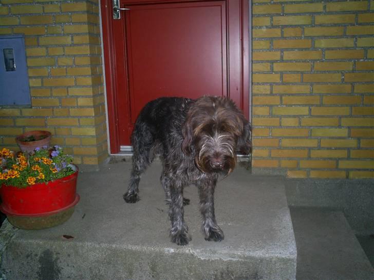 Ruhåret hønsehund Kila himmelhund billede 6