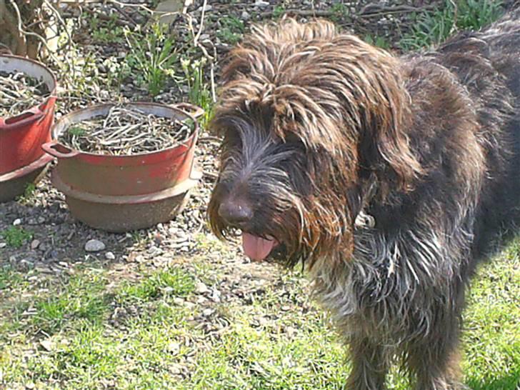 Ruhåret hønsehund Kila himmelhund billede 7