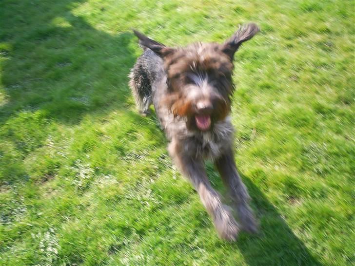 Ruhåret hønsehund Kila himmelhund billede 8