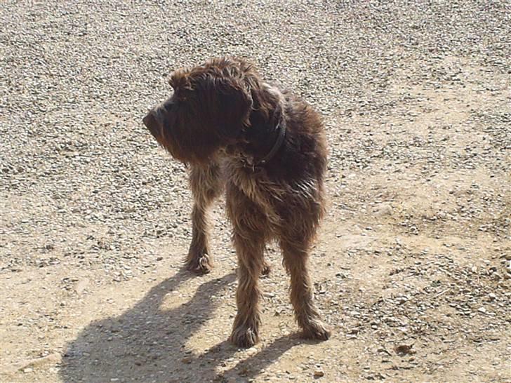 Ruhåret hønsehund Kila himmelhund billede 9