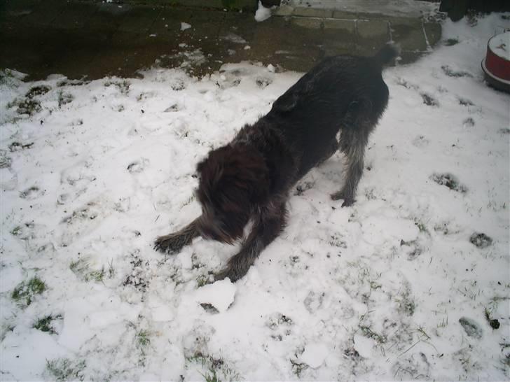 Ruhåret hønsehund Kila himmelhund billede 10