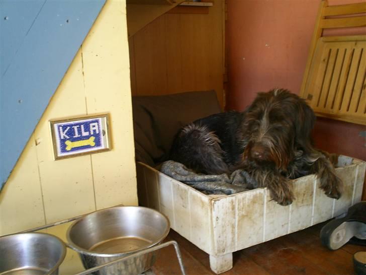 Ruhåret hønsehund Kila himmelhund billede 11