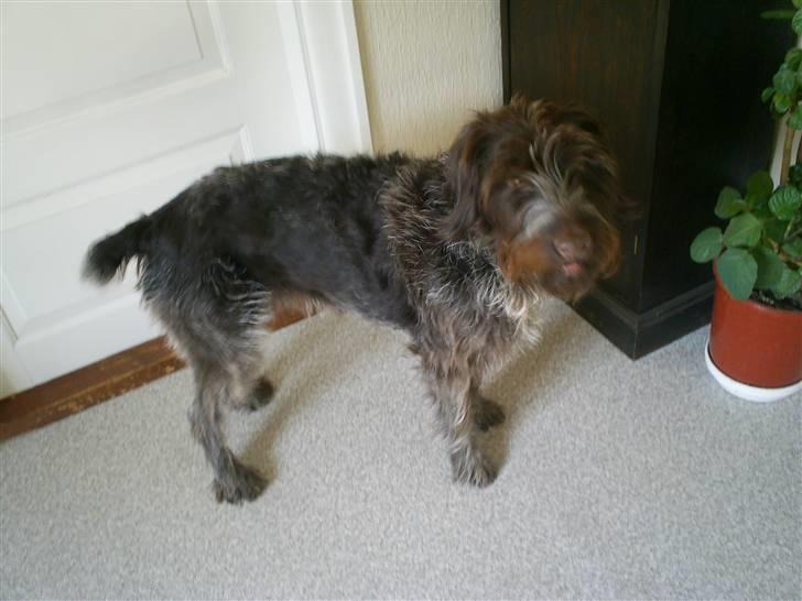 Ruhåret hønsehund Kila himmelhund billede 12