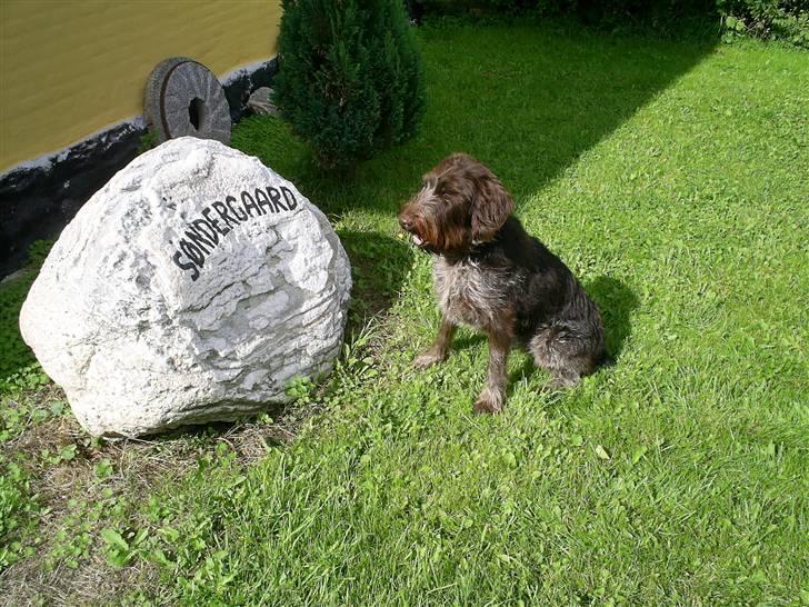 Ruhåret hønsehund Kila himmelhund billede 13